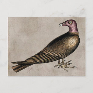 Cartão Postal de Urubu-de-cabeça-vermelha