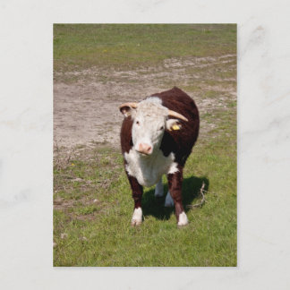 Cartão postal de vaca
