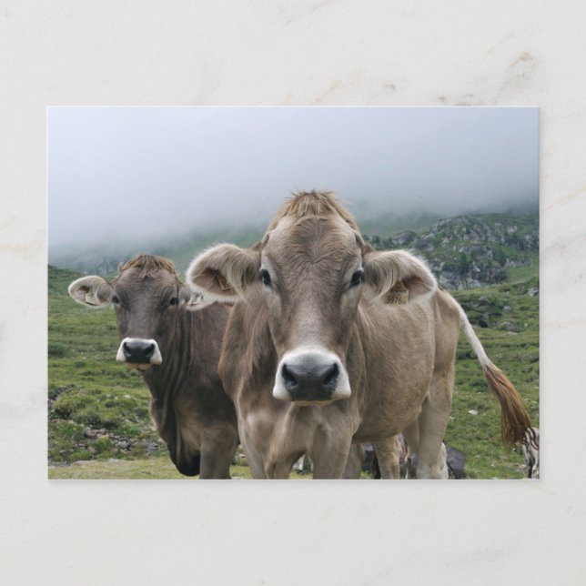 Cartão postal de vacas alpinas (Frente)