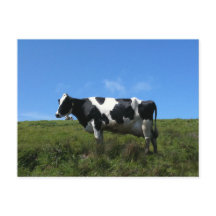 Cartão Postal de Vacas Felizes