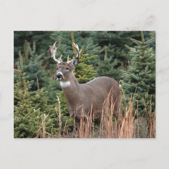 Cartão postal de veado branco canadense (Frente)