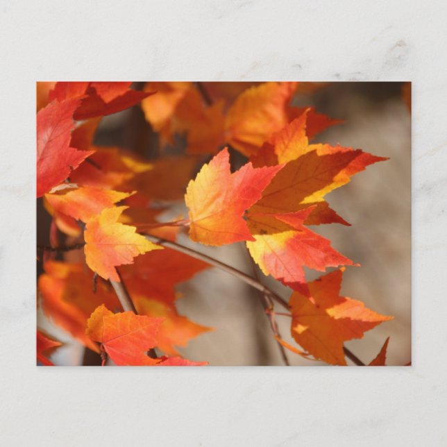 Cartão Postal de Vermelhos Caindo (Frente)