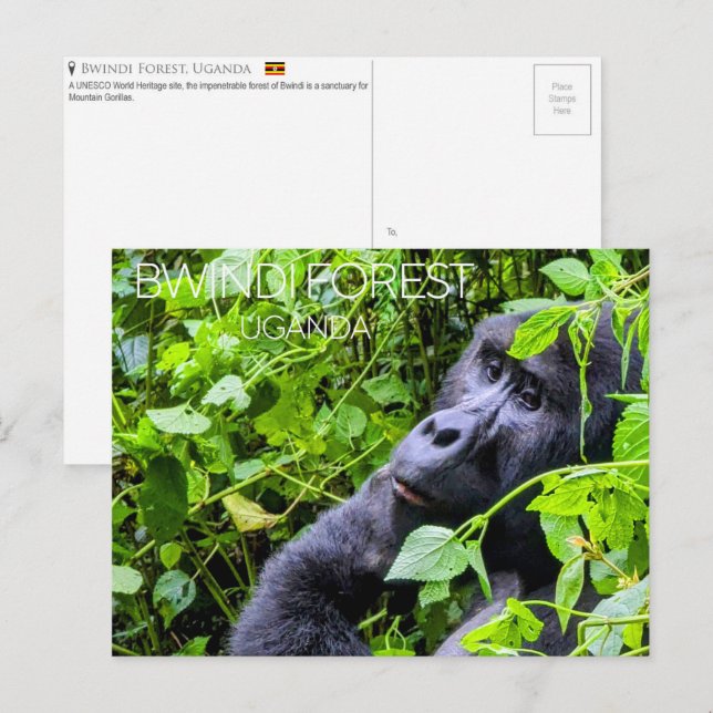 Cartão postal de viagem da Floresta de Bwindi, Uga (Frente/Verso)