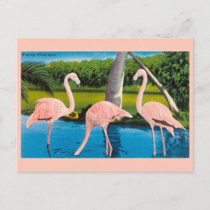 Cartão Postal de Viagem dos Flamingos da Flórida A