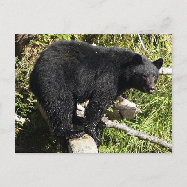 Cartão postal de vida selvagem do Black Bear (Frente)