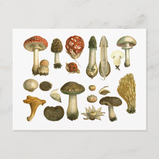 Cartão postal de Vintage do Fungus Fungi Mushroom (Frente)