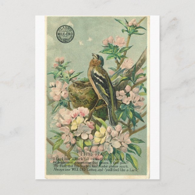 Cartão postal de Vintage Lark Bird (Frente)