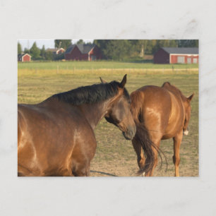 Cartão Postal De volta ao celeiro