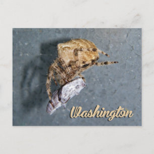 Cartão postal de Washington, Aranha Gea