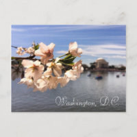 Cartão postal de Washington D.C. Cherry Blossom