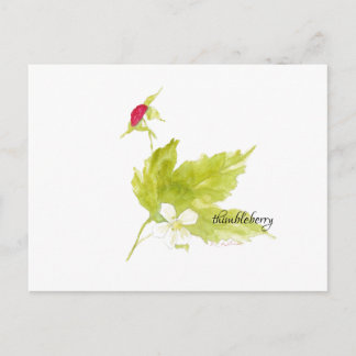 cartão postal de watercolor thimbleberry