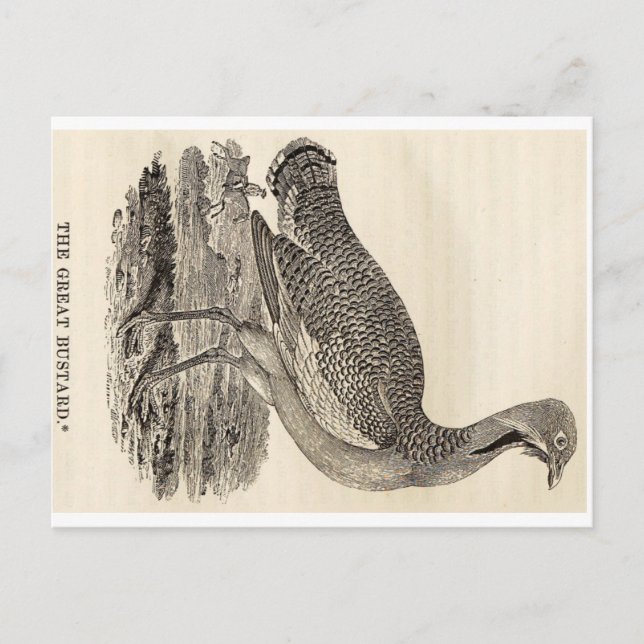 Cartão postal de xilogravura de pássaro (Frente)