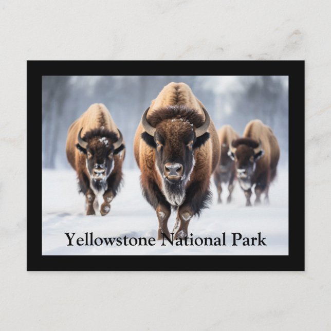 Cartão Postal de Yellowstone (Frente)