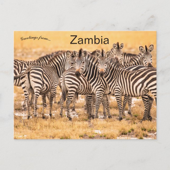 Cartão Postal de Zebras na Zâmbia (Frente)