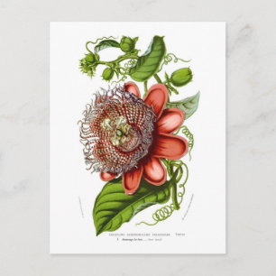 Cartão Postal Decaisneana dos quadrangularis do Passiflora
