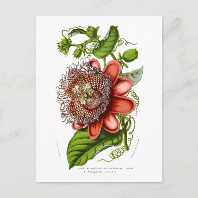 Cartão Postal Decaisneana dos quadrangularis do Passiflora (Frente)