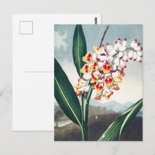 Cartão Postal Decoração Floral Exótica Amarela Branca Estilo Reg
