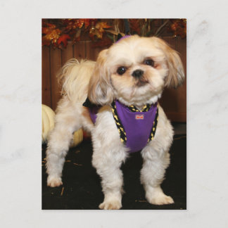 Cartão Postal DeeDee-ShihTzu-Photo 3