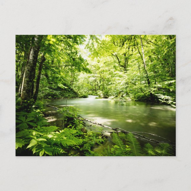 Cartão Postal Deep In the Forest (Frente)