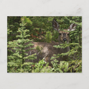 Cartão Postal Deer