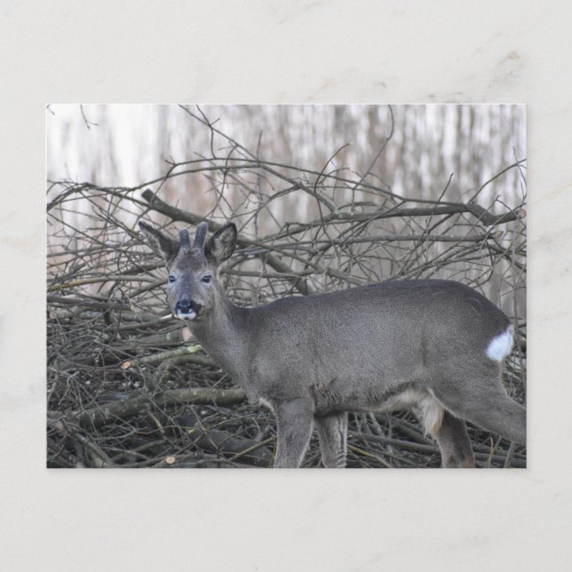 Cartão Postal Deer (Frente)