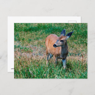 Cartão Postal Deer
