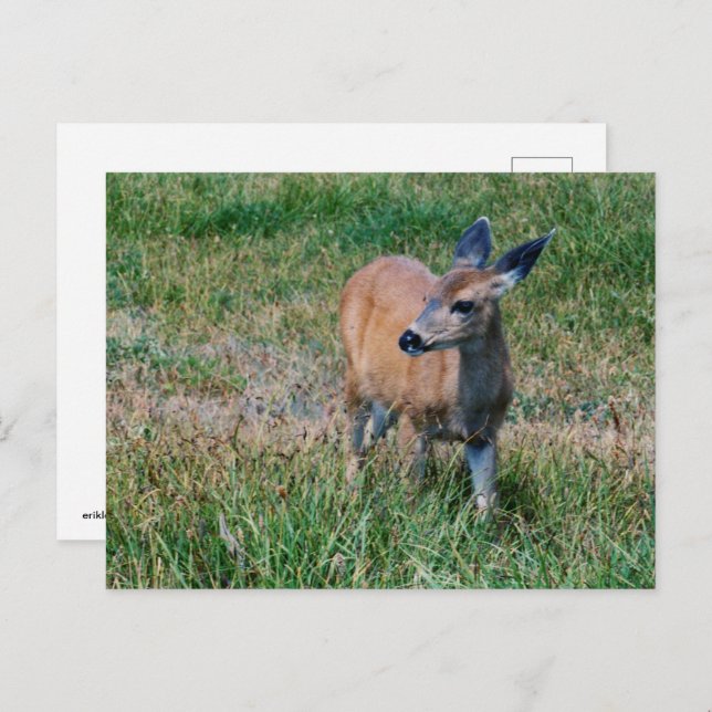 Cartão Postal Deer (Frente/Verso)