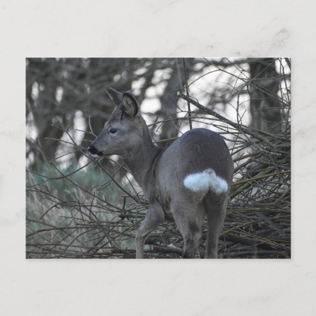 Cartão Postal Deer (Frente)