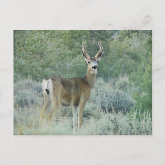 Cartão Postal Deer (Frente)