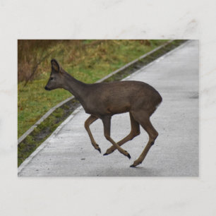 Cartão Postal Deer