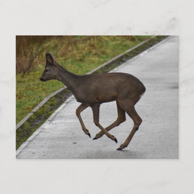 Cartão Postal Deer (Frente)