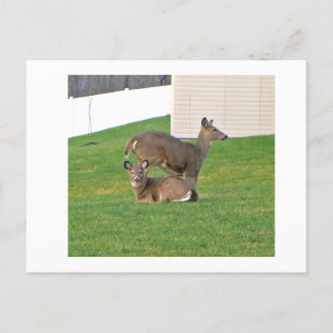Cartão Postal Deer