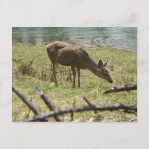 Cartão Postal Deer