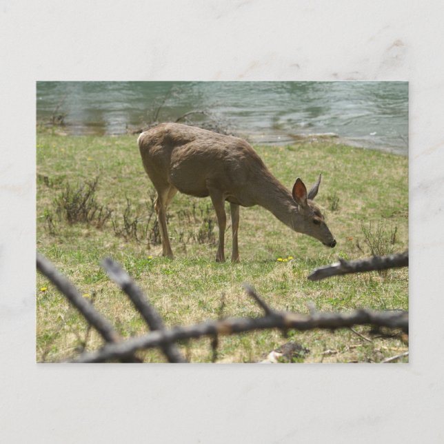 Cartão Postal Deer (Frente)