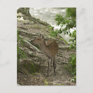 Cartão Postal Deer