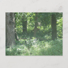 Cartão Postal Deer