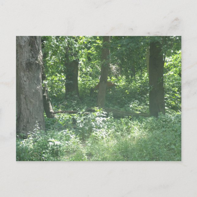 Cartão Postal Deer (Frente)