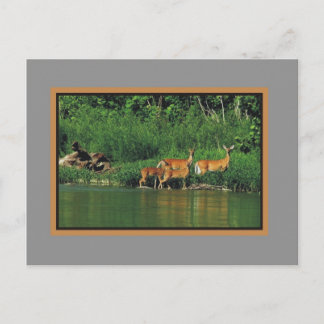 Cartão Postal Deer along the river Bank