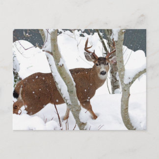 Cartão Postal Deer Buck em neve no inverno