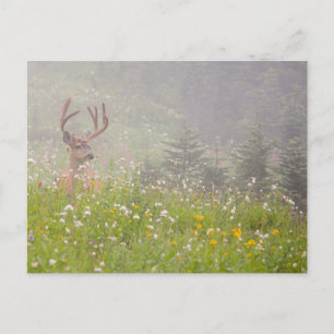 Cartão Postal Deer Buck Parque Nacional Monte Rainier