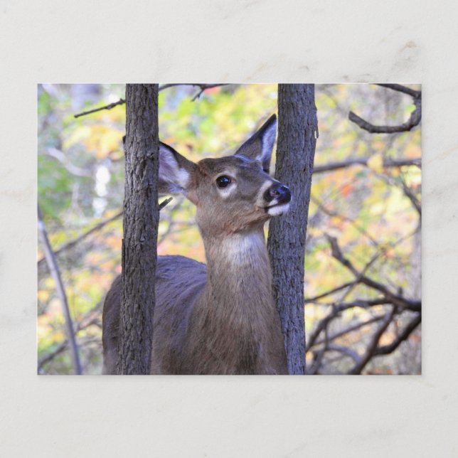 Cartão Postal Deer Close-up (Frente)