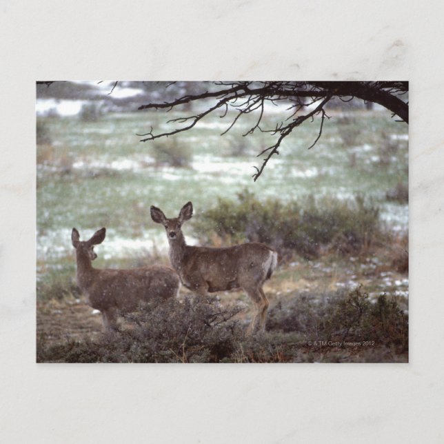 Cartão Postal Deer em execução (Frente)