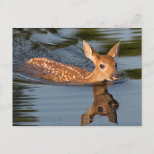 Cartão Postal Deer Fawn Minnesota