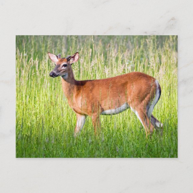 Cartão Postal Deer In Tall Grass (Frente)