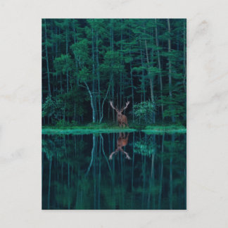 Cartão Postal Deer in the Forest Postcard