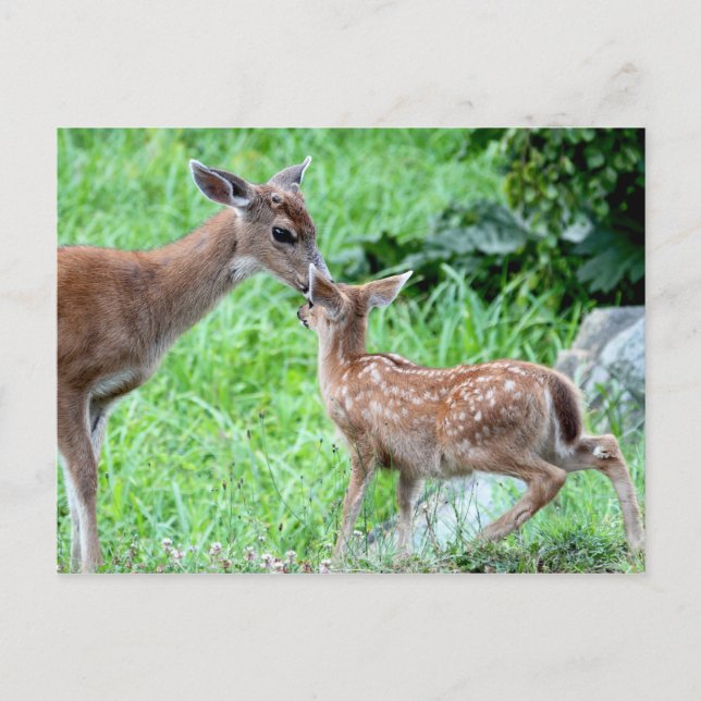Cartão Postal Deer Kissing Fawn (Frente)