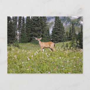 Cartão Postal Deer no Paraíso Park