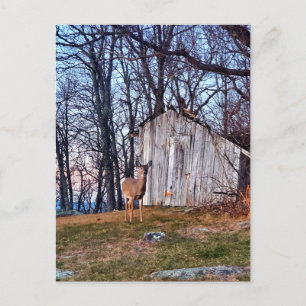 Cartão Postal Deer Permanecendo Perto de um Shed