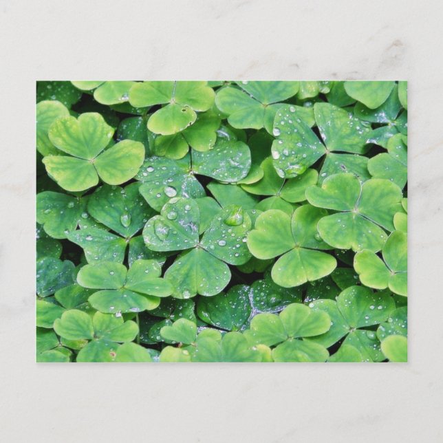Cartão Postal Deerpark Ireland Clover Dew Drops (Frente)