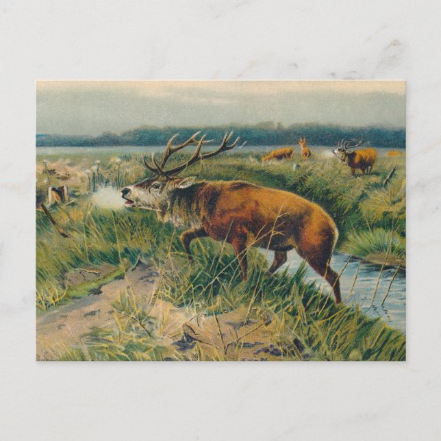 Cartão Postal Deers by Dawn's Early Light (Frente)